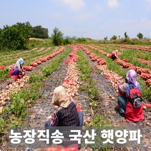 금메달농수산 산지직송 국내산 햇양파, 1개, 5kg (대)