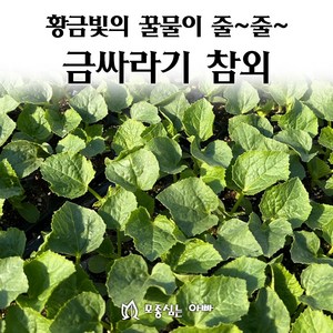 [모종심는아빠] 황금빛의 꿀물이 줄줄 금싸라기참외 모종, 모종5개, 1개