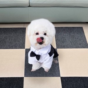 [한정수량 특가] 댕냥이 긁힘방지 부착식 스크래쳐 30x30cm 10매 4컬러, 10개, 그레이