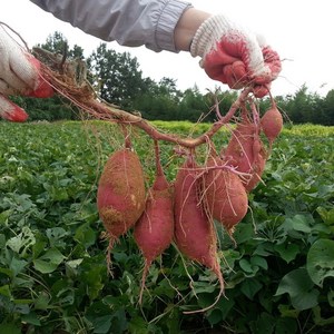 무안 스테비아 꿀고구마 한입 3kg 5kg 10kg, 상중10kg, 1개