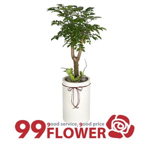 99플라워 축하선물로 딱~행복나무 [ST-D582] 당일배송, 1개