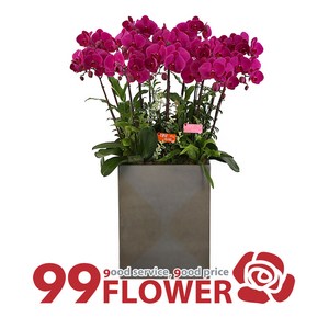 (주)99플라워 호접난[ST-H426]전국당일꽃배달, 1개