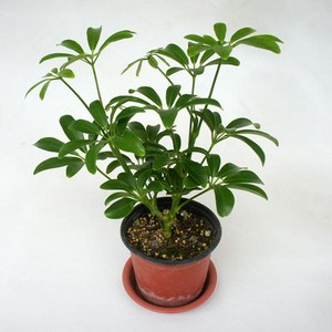 그린플랜트 공기정화식물 홍콩야자 1+1, 단일수량