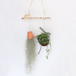 모리앤 생화 플랜테리어 행잉식물 수염 틸란드시아 + 디시디아 + 자작나무 세트 혼합색상 1세트 상품 이미지