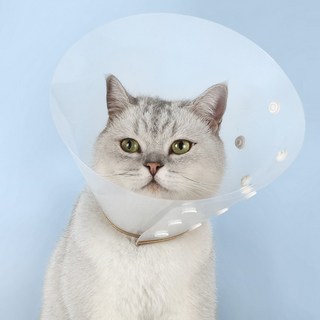 제제펫 심플 골드링 애견 목보호대, 혼합색상, 1개