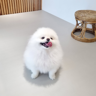 천일카페트 강아지 미끄럼방지 덧매트, 그레이, 1개