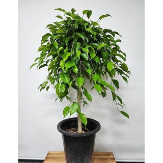 베하몰 실내 화초 킹 벤자민 약120cm, 1개