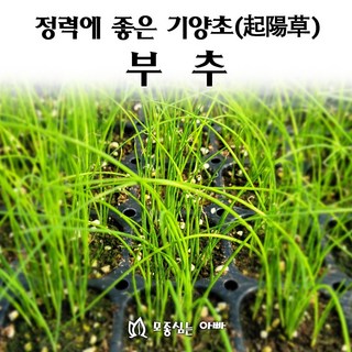 [모종심는아빠] 정력에 좋은 기양초 부추 모종(포트), 12개