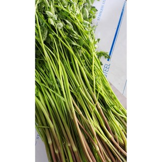 맛과 향이 뛰어난 품질 좋은 만나농원 하우스 세척 밭미나리, 4kg, 1개