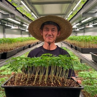 새싹삼 미니 새싹 인삼 부모님 효도 건강 생신 선물 자양강장 식품, 35개