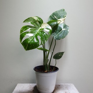 무늬몬스테라 바리에가타 무늬몬스 중품 1개 상품 이미지