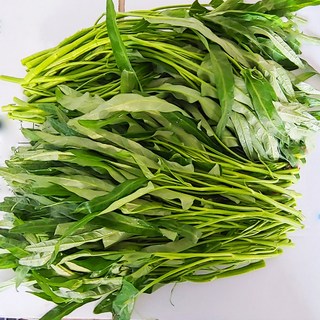 모닝 글로리 공심채, 공심채 1kg, 1개