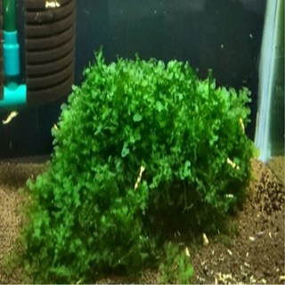 싱싱한 미역 모스 음성 수초, 1개