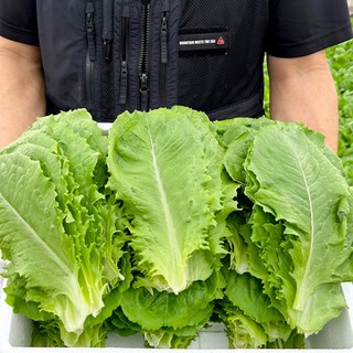 사계절 청년농부 신선한 로메인 상추 유럽 유러피안, 1박스, 2kg