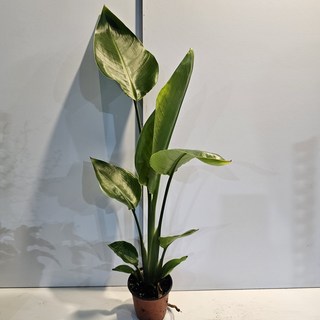 식물공장 키가 큰 여인초 소품 극락조 35-50cm 59 1개 상품 이미지