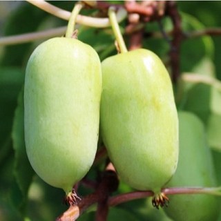 왕다래 [4치포트] 제이에스가든, 1개