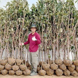 감나무 대봉감나무 묘목 3년생