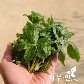 [나무인] 가시오가피 묘목 5포트 가시오가피나무
