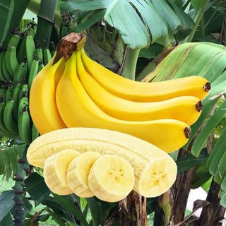 [초특가 1000개 한정] 고당도 필리핀 바나나(1손당 1.5kg 내외), 1세트, 6kg