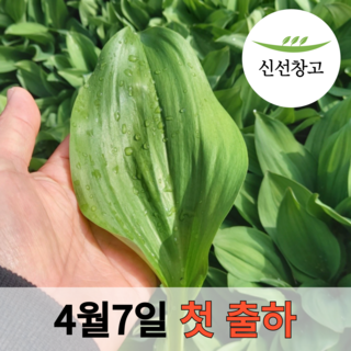 강원도 생 명이나물 잎명이 산마늘 잎 명이나물생채 명의나물, 1kg, 1박스