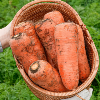최상품선별 햇당근