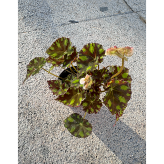 미니정글 예쁘고 우아한 공기정화식물 타이거베고니아 인테리어 미세먼지 제거! 식물만 1개 상품 이미지