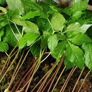 담양 새싹삼 직송 – 1박스 (30뿌리, 13~15cm) 새싹쌈 담양 새싹삼 직송 – 1박스 (30뿌리, 13~15cm) 새싹쌈
