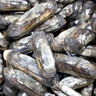 국내산 맛조개 2kg, 1개, 상세페이지 참조
