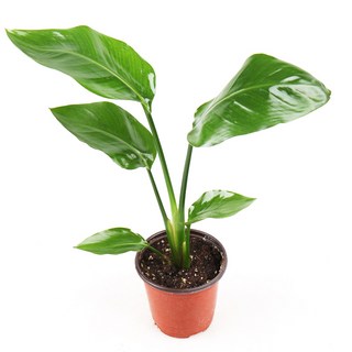 갑조네 극락조(소품) 소품 1개 상품 이미지