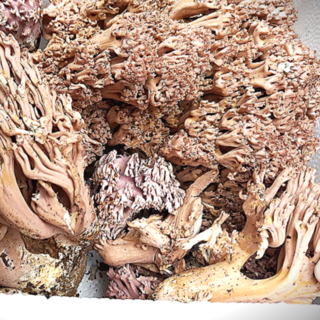 국산 싸리버섯 강원청정지역 참싸리 명품버섯 농장직송, 1세트, 1kg