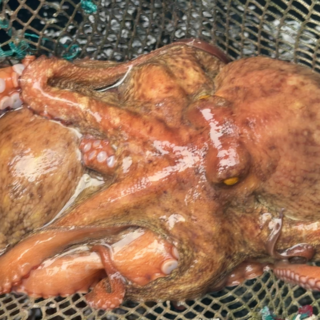 [신선도up] 예스수산 통영 자연산 활 돌문어 1kg(1~5미) + 증정(참기름+초장) 엄격선별 최상급 당일조업 산지직송 제철 국내산 일반용 제수용, 1개, 돌문어1kg,[증정]참기름+초장