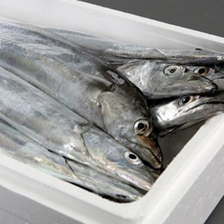 청룡수산 제주 생물은갈치7미(75~80cm내외), 7개