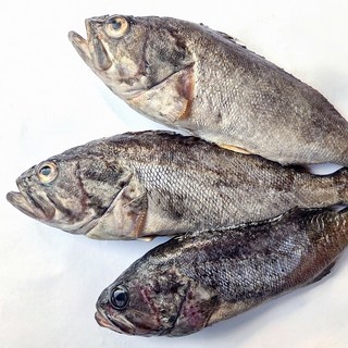 자연산 손질 생선 우럭 1kg 2-3미 남해안 조피볼락 매운탕 생선구이 개별포장, 1개
