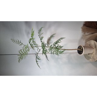 서비내 그레빌레아 grevillea robusta 80CM 이상 대형 인테리어 플랜테리어 식물 감성식물, 1개, 혼합색상