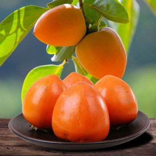 전대표 충남 부여 대봉감 홍시용 햇감 / 대용량, 10kg(소과), 1개