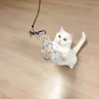 고양이 깃털 장난감 미끼 낚시대 혼자노는 걸이형 교환 리필 장난감 1개 단일 상품 이미지