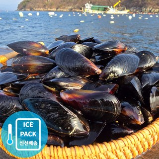 거제청정 홍합 4kg 당일채취 당일발송, 1개