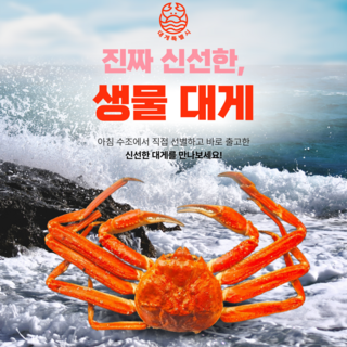 대게특별시 생물대게/찜작업무료 3kg~, 2000개, 생물대게 3kg (찜작업무료)