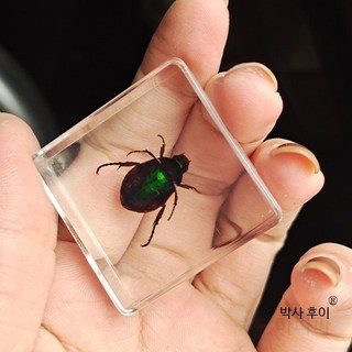 곤충 표본 만들기 DIY 세트 어린이 교육용 과학교구 나비 전갈 사슴벌레 장식 생물 관찰 학습 실험 키트 방학 숙제용, 다채로운 금거북