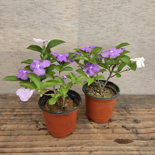 [용이네 화원] 보라색꽃 자스민 야영화 (1+1 2개배송 브롬자스민 149 2개 상품 이미지