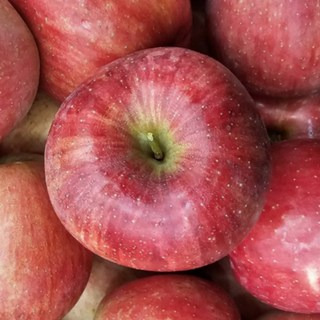 상큼달콤 고당도 경북 사과, 1개, 5kg(정품)