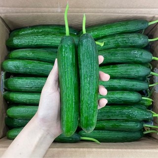 맛통령 미니오이, 1개, 2kg
