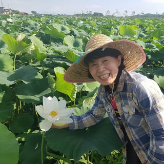 명당연향 (부안 연꽃사랑) 생연잎 햇연잎 2KG 약 20~25장(큰사이즈), 6개