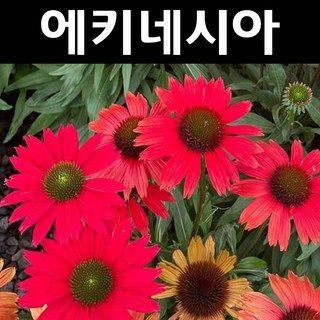 에키네시아 모종/키스멧 레드 10cm포트 1개