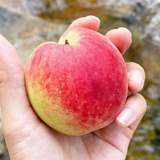 가성비푸드 말랑이 백도 복숭아, 1박스, 가성비 1kg 소과