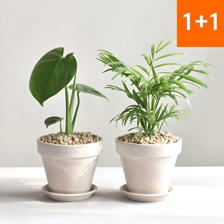 1+1공기정화식물 몬스테라 테이블야자 인테리어식물 몬스테라+테이블야자(독일크림 11+플라스틱받침 미니) 1세트 상품 이미지