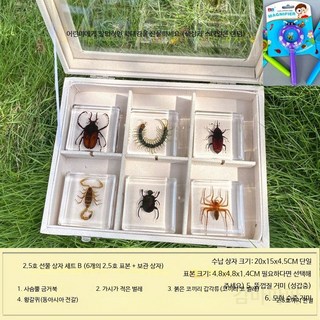 곤충 표본 상자 DIY 학습용 과학교구 세트 나비 사슴벌레 장수풍뎅이 관찰 실험 교육 선물용 장식 수집용 아이들 방학숙제 체험, 2.5 인품 조합형 B형