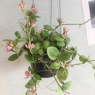 포켓디시디아 희귀식물 수입식물 행잉플랜트 에어플랜트 1개 상품 이미지