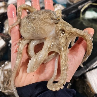 국내산 서해안 신선한 활 쭈꾸미, 1박스, 1kg