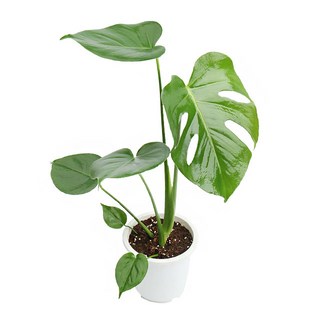 갑조네 몬스테라 중품 1개 상품 이미지